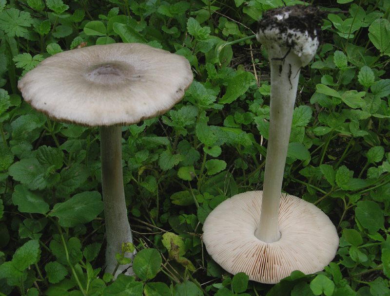 Volvariella.